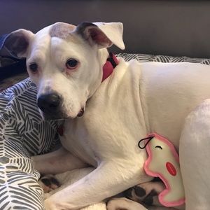 Meet your Posher, Abbie